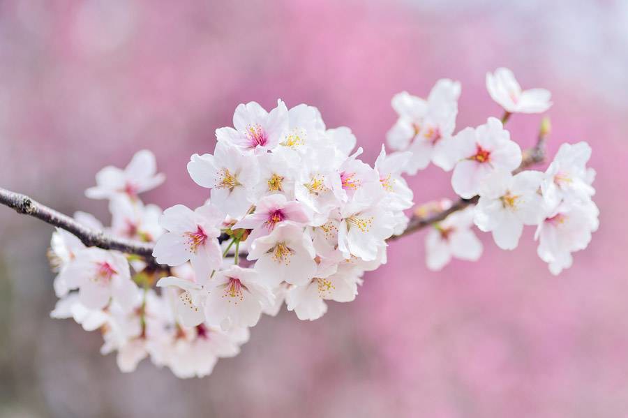 Magnolia