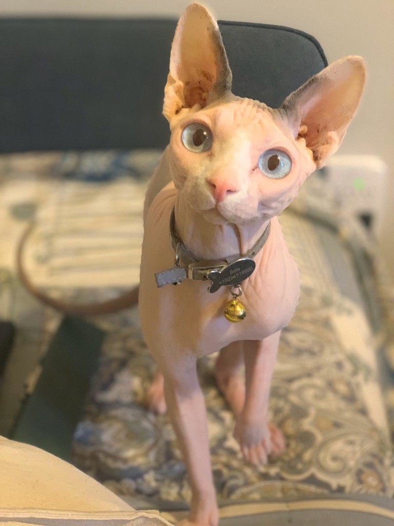 にゃんこ