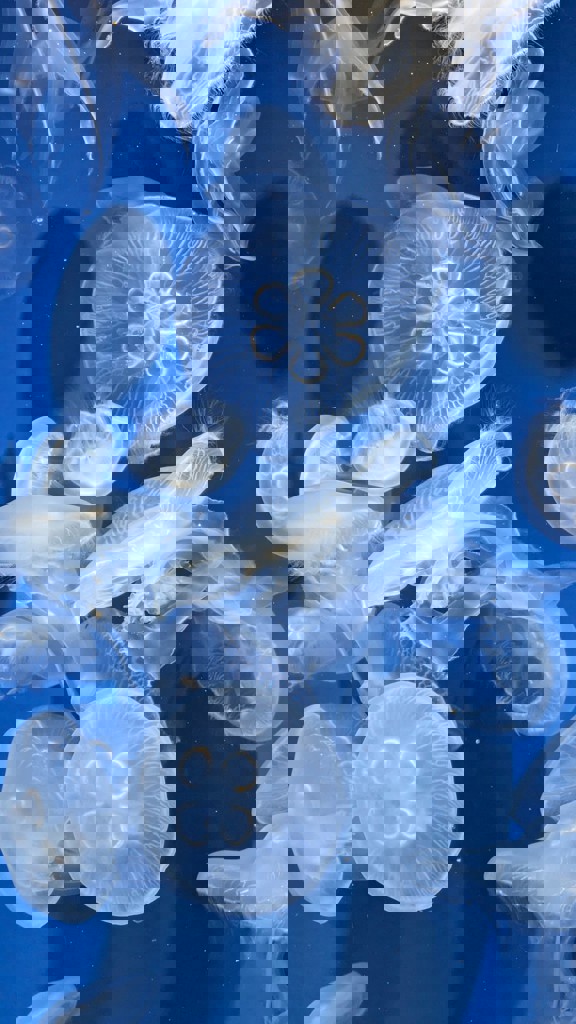 えだまめ