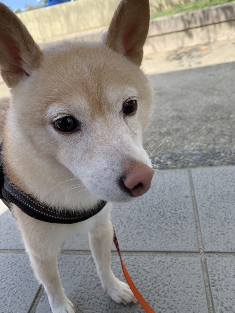 ゆうぽけ