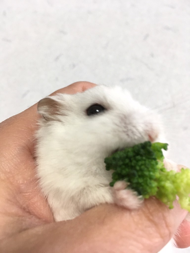 もっちゃん