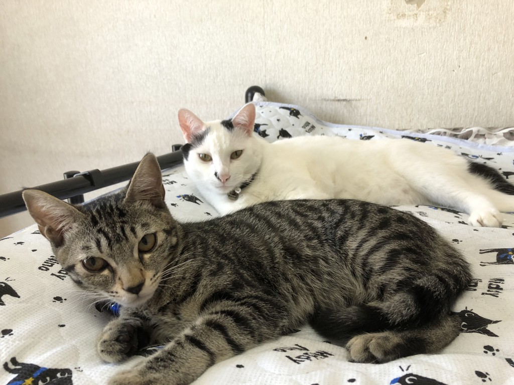 ねこめそ