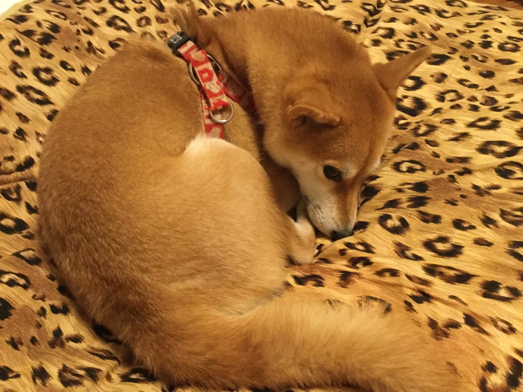むーみんとのんのん