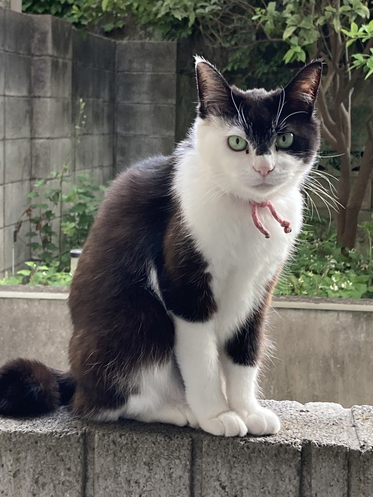 ひめママ
