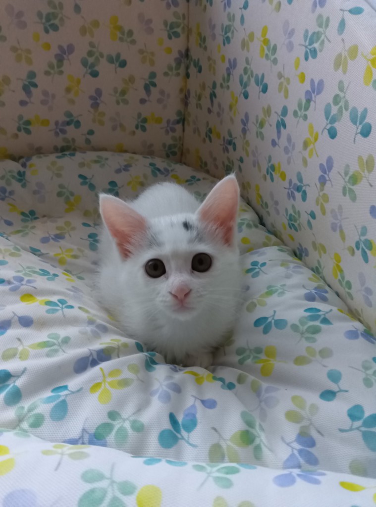 ノン
