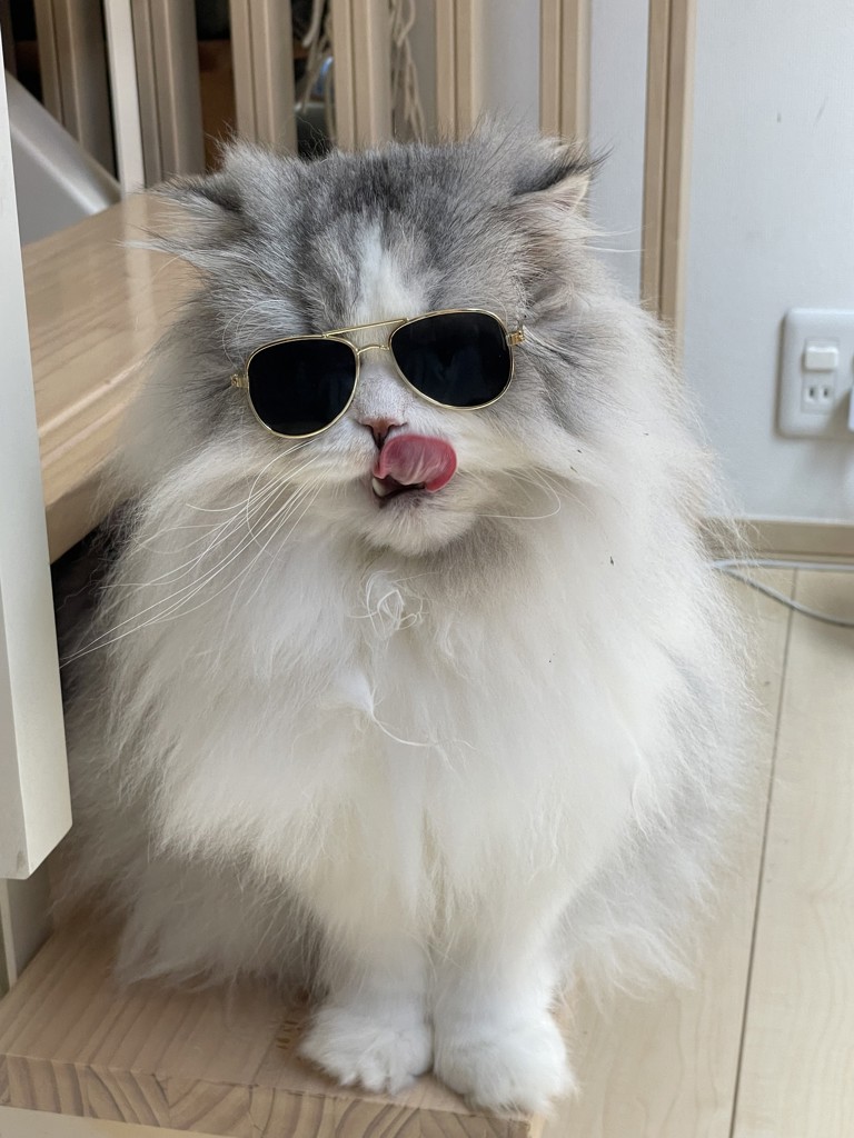 猫の爽一郎