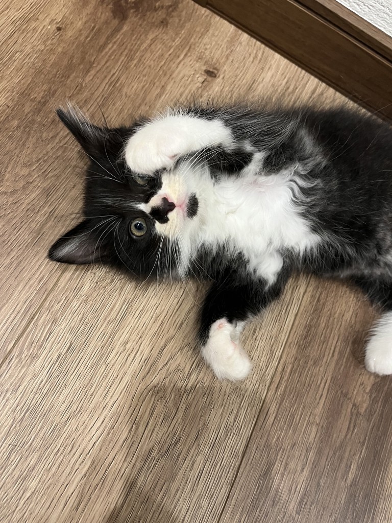 もくお