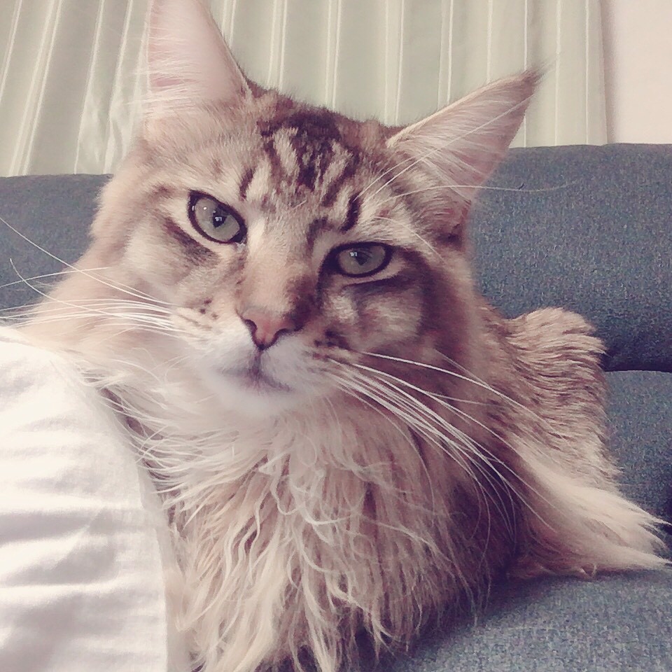 もも