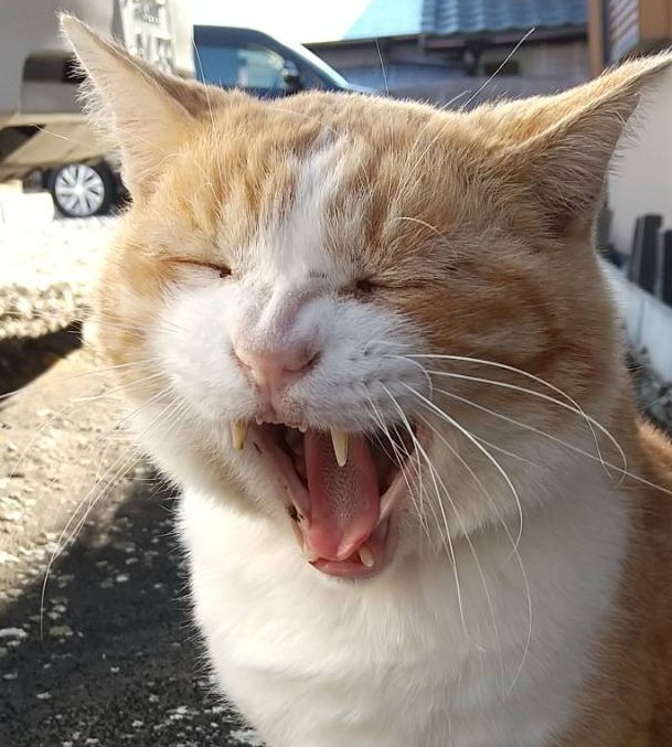 あお