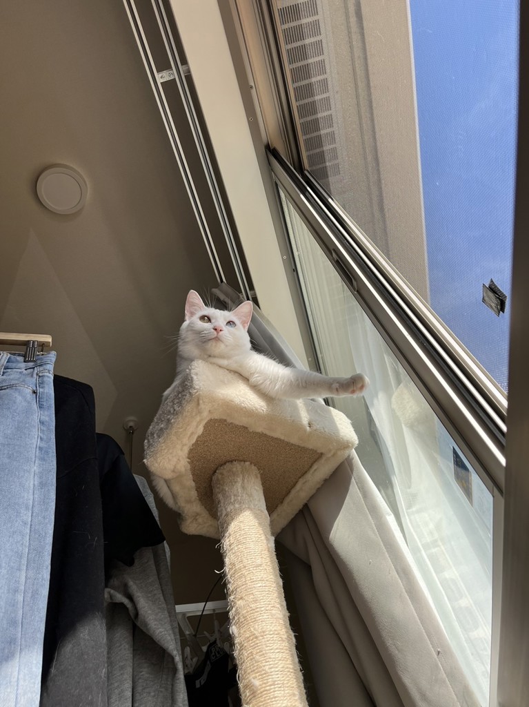 ぴも