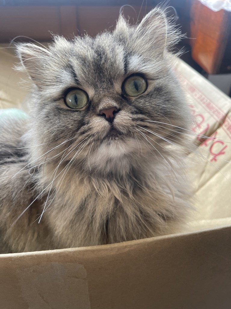 にゃんち