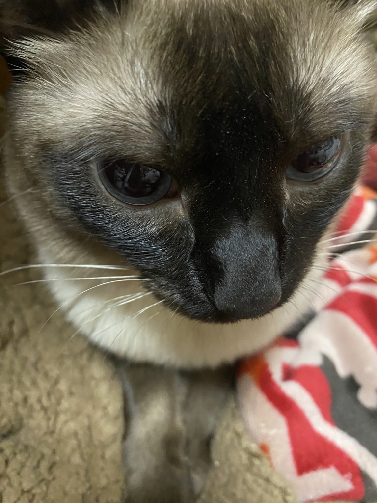 かしわ