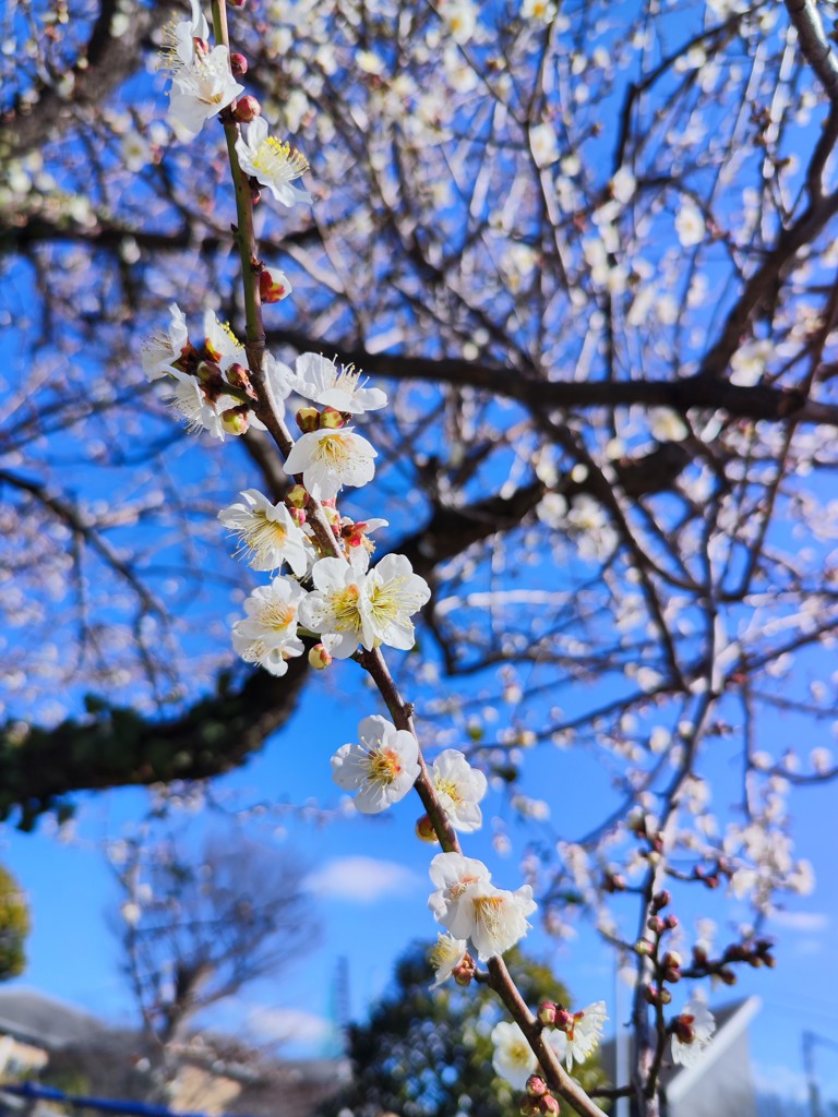 望蒼