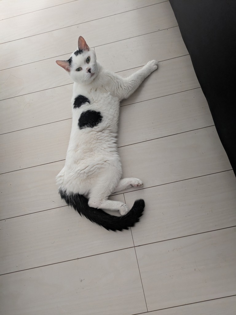 ぴょこ