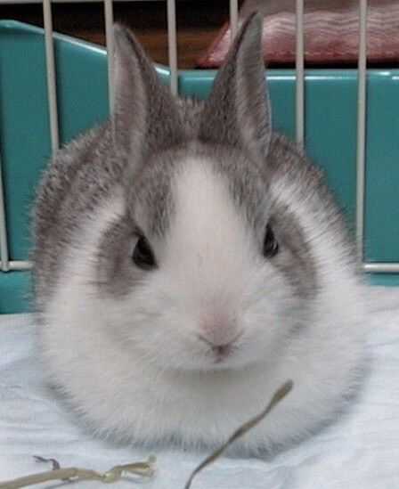 ハナモモ