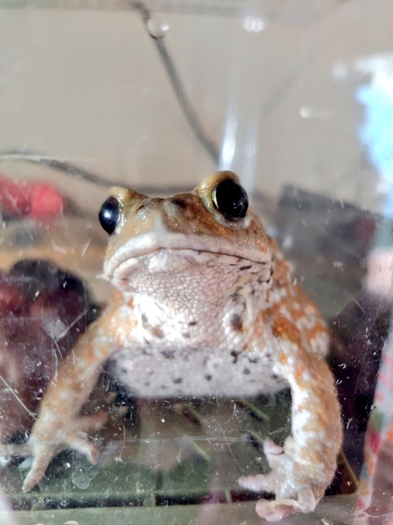 けぇる