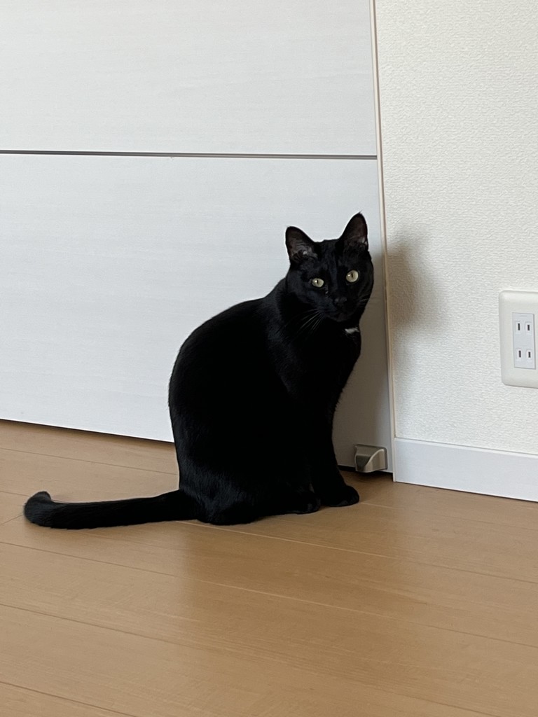 まゆ