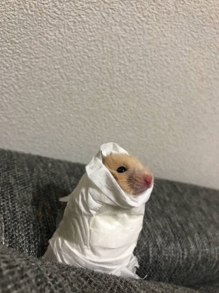 名無しのゴン三郎