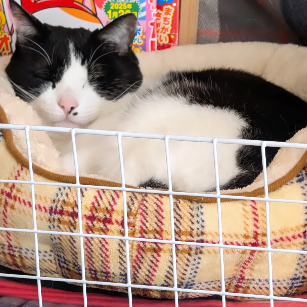 6月のうさぎ