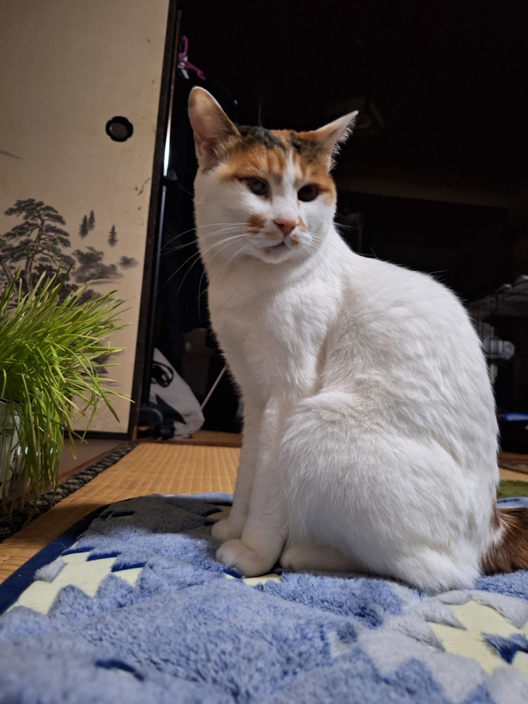 はるよ