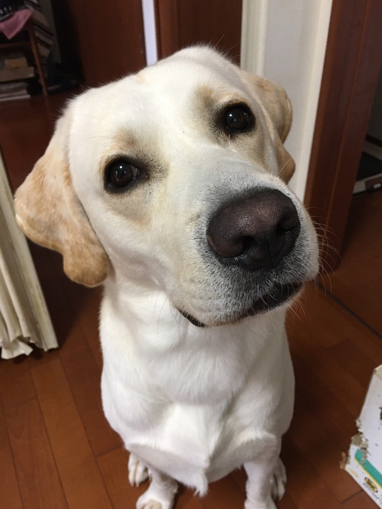 ユーザーアイコン