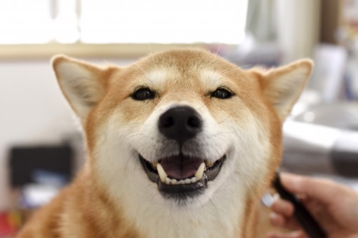 YuK