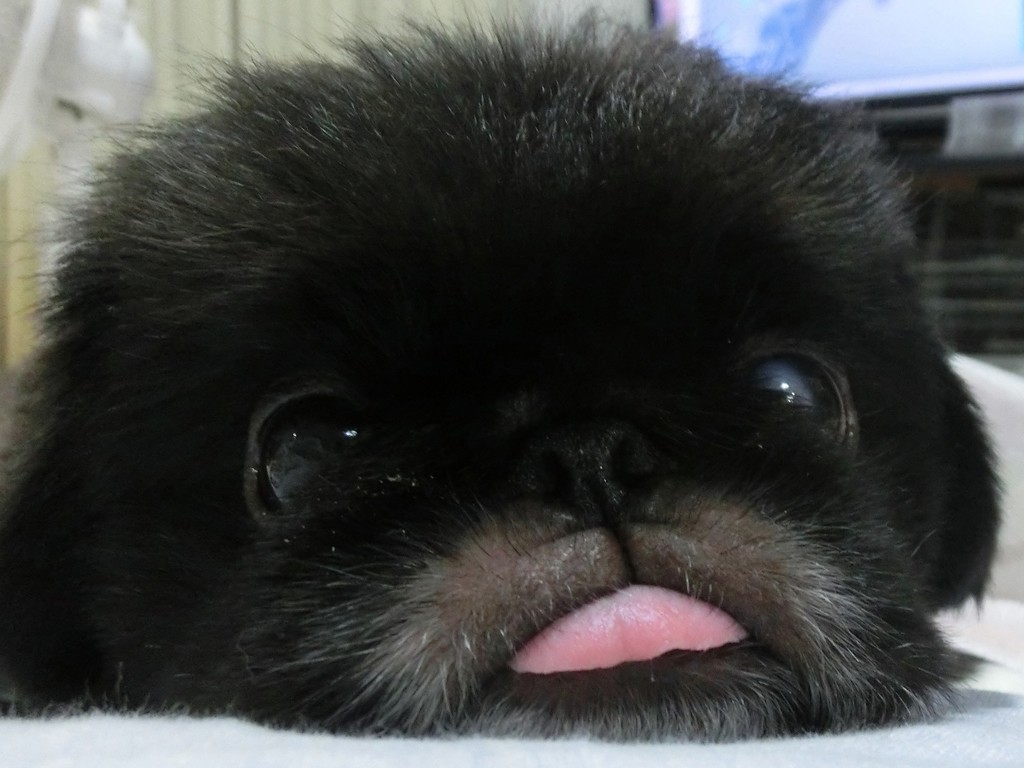 たんたん