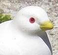 マダムボーデン