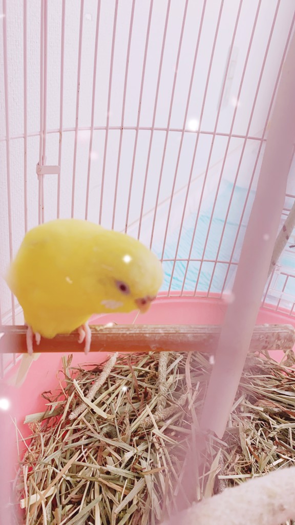 あまおう