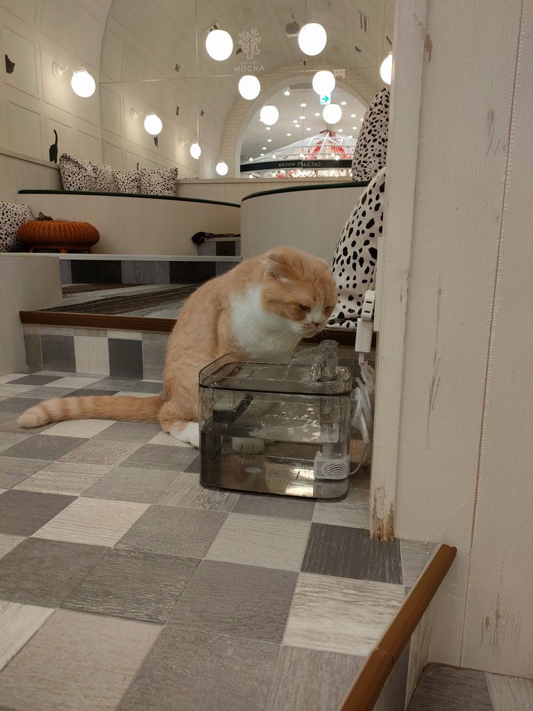 としぴ