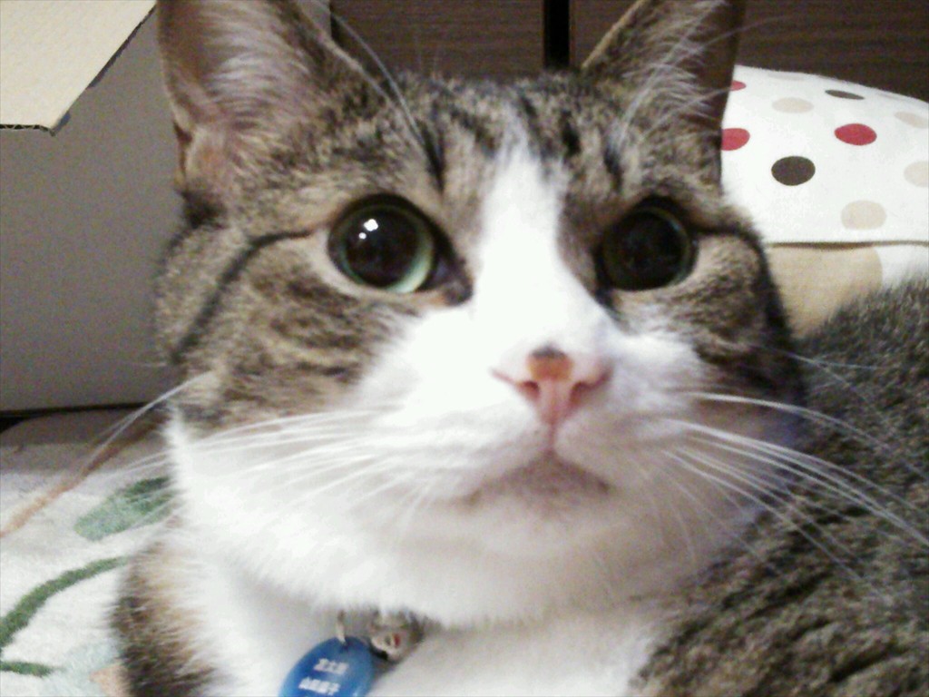 あちゃこあちゃこ