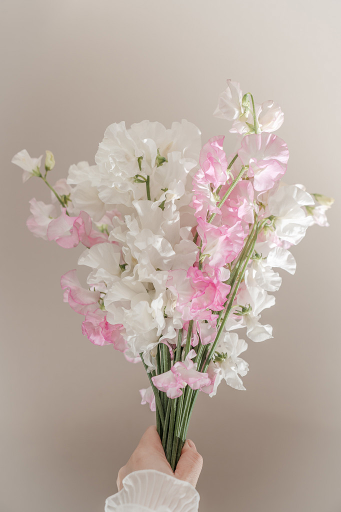 生花】スイートピー(白) 品種おまかせ【50cm/愛知県】｜Flower Smith