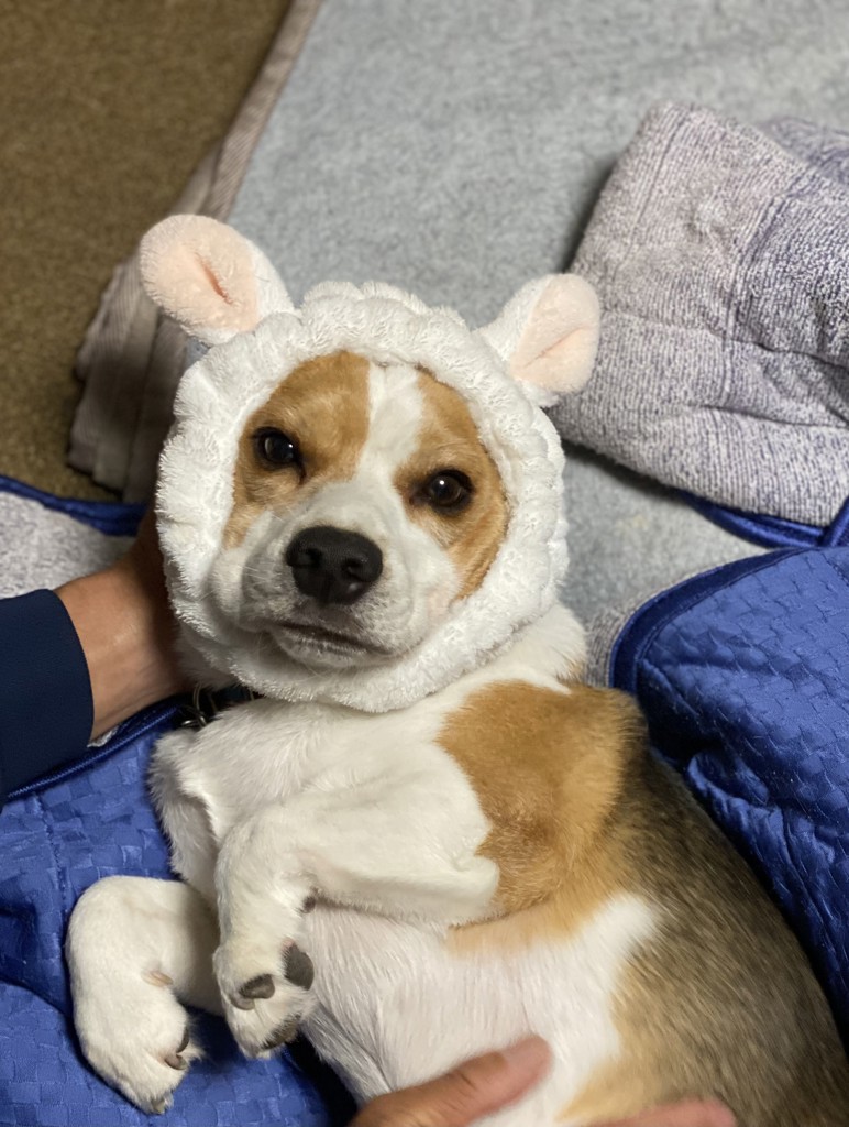 ブロック姉