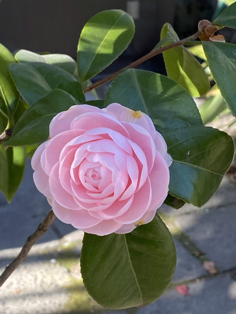 お煎餅大好き
