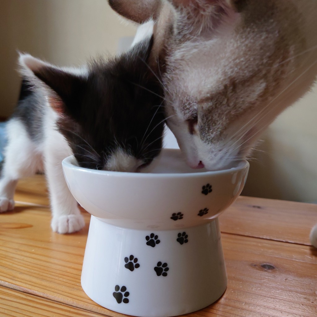 にゃんズの父