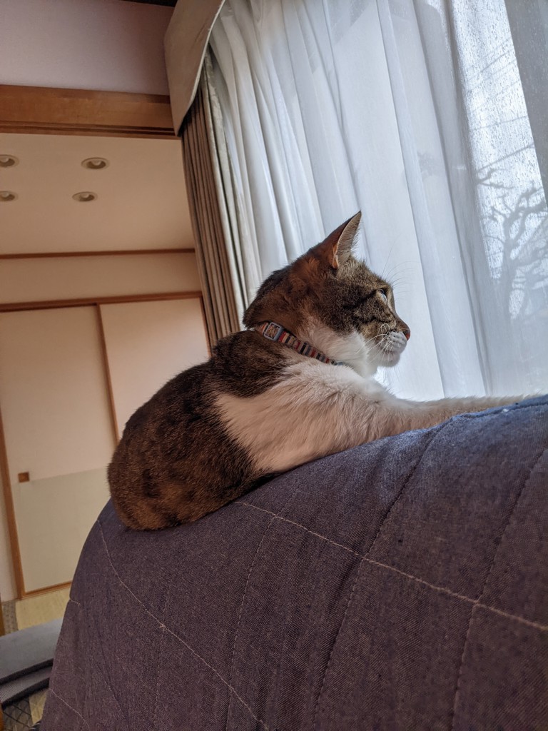 しまじゅん
