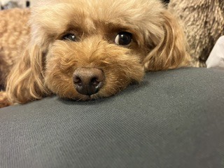 かおり