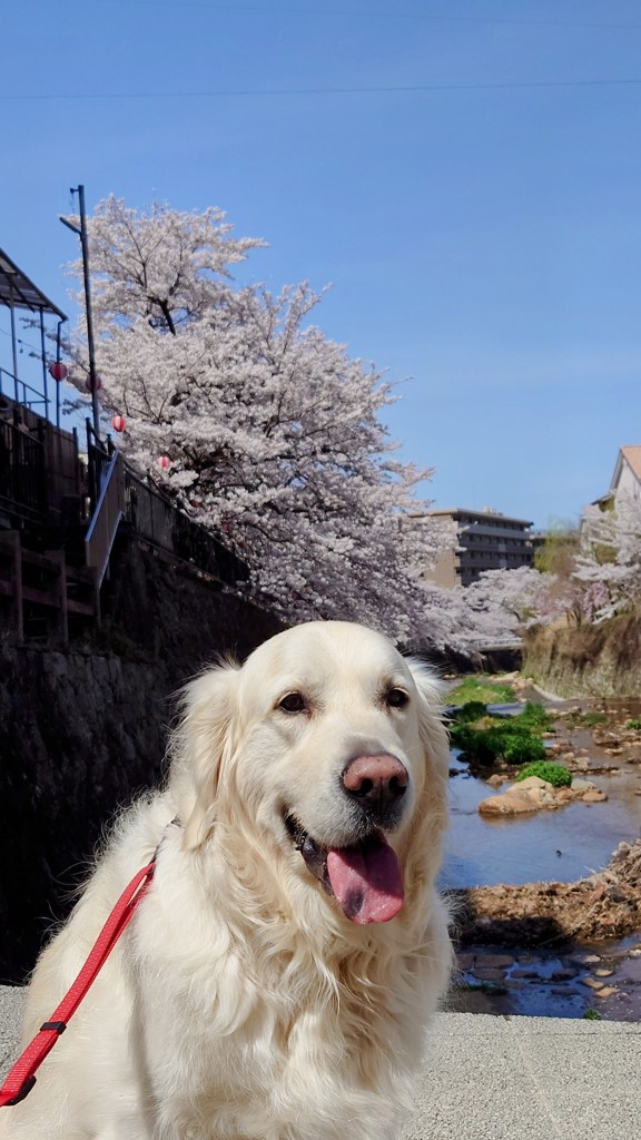 ベイリー