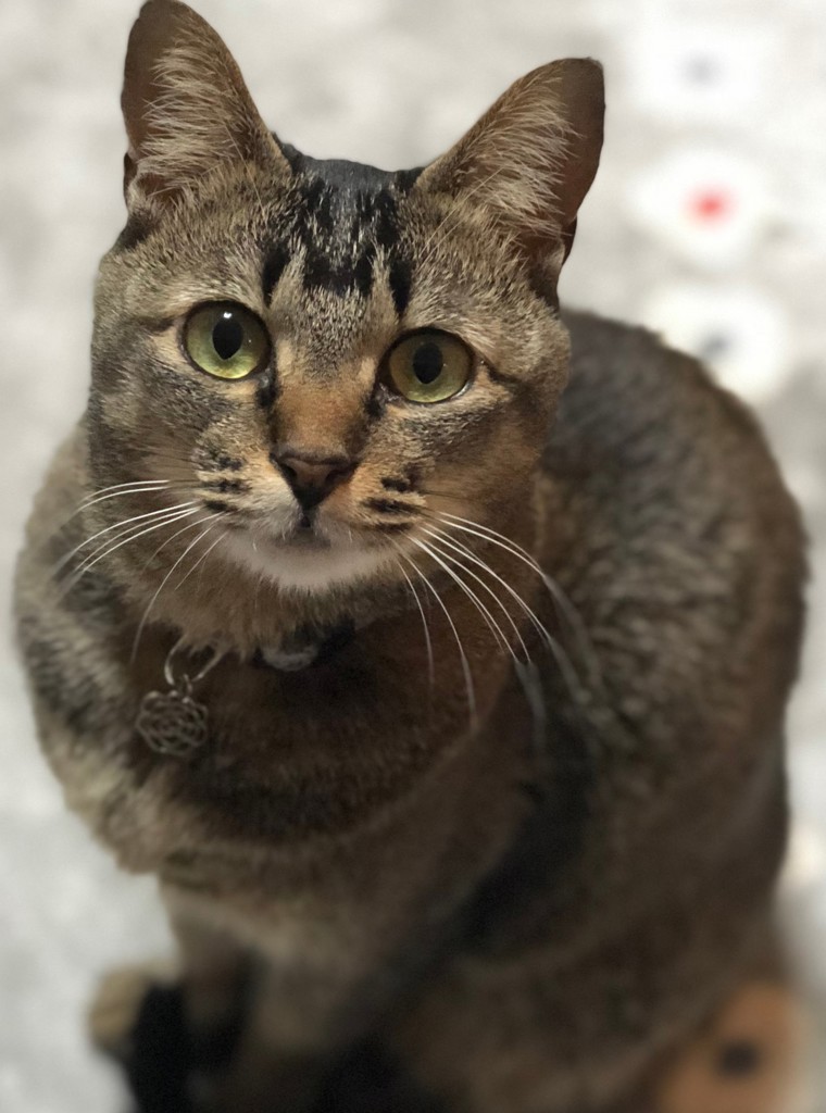 ねねこ