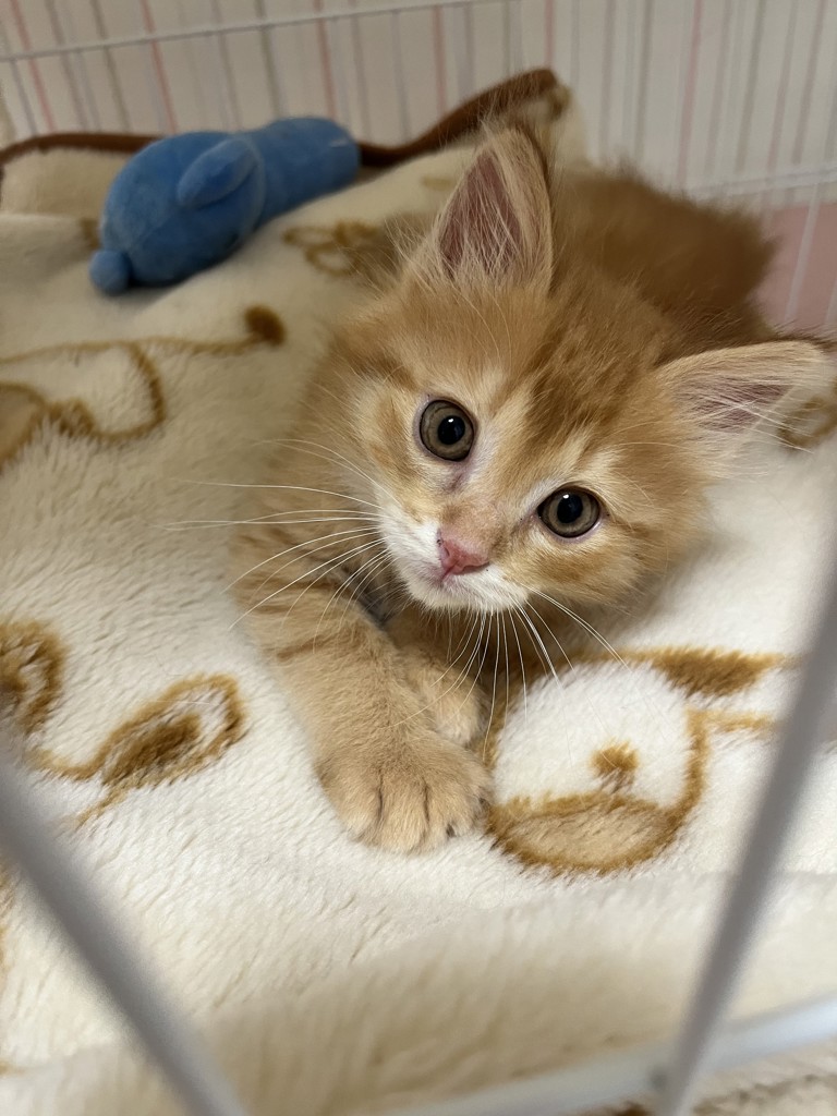 te_kittens