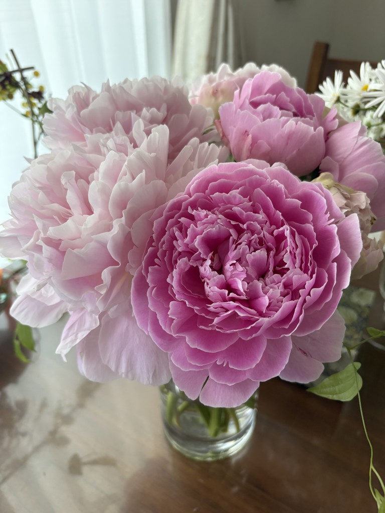 生花】マトリカリア(八重咲き) ダブルラテ【白/50cm/千葉県】｜Flower