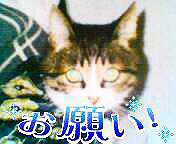 ユーザーアイコン