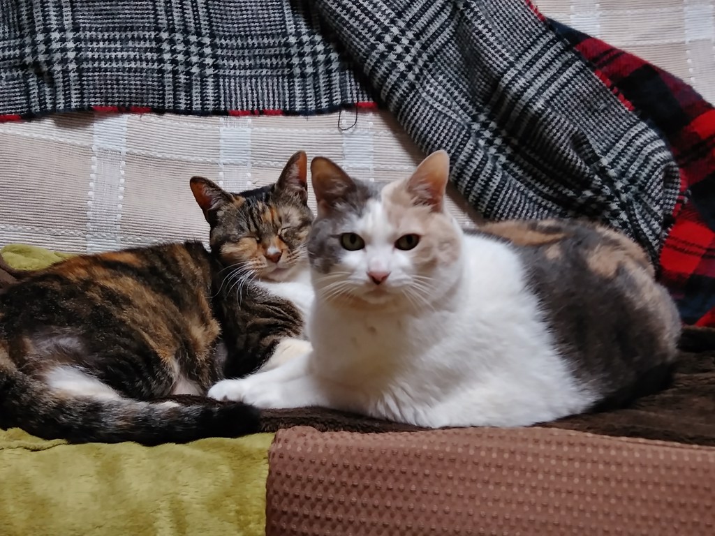 ななみぃ