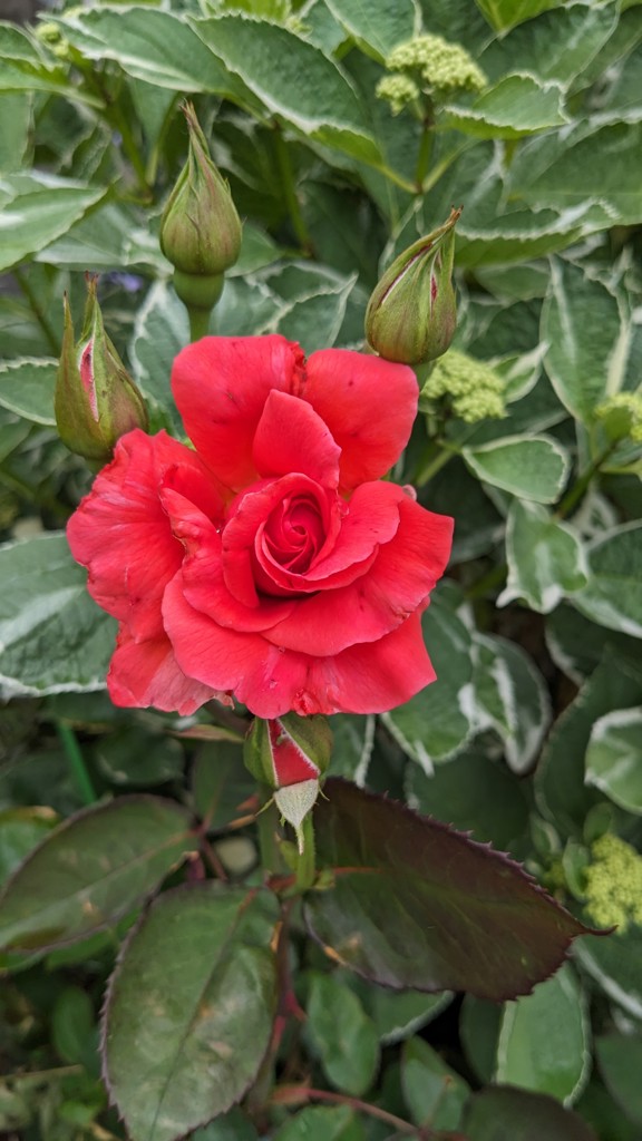 ユーザーアイコン