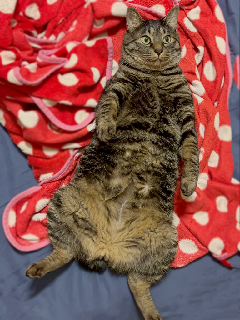 にぼしくんのママ