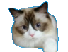 こつぼ