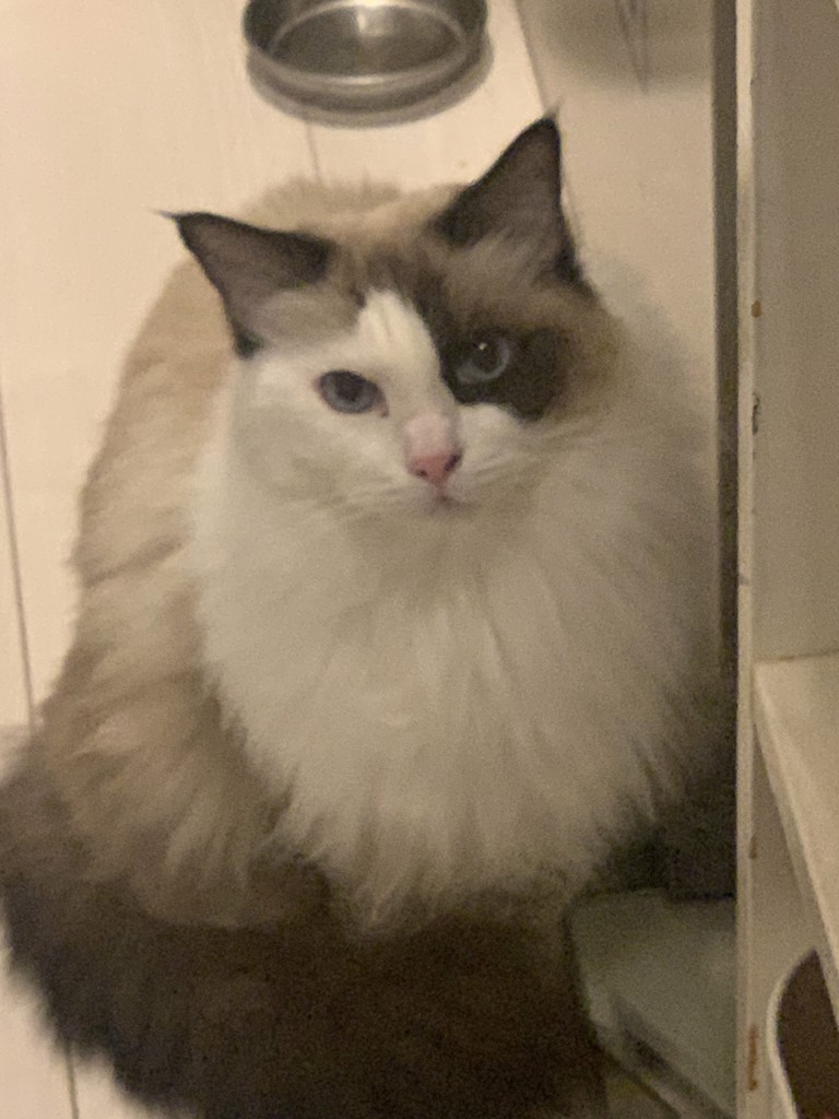 アッキー