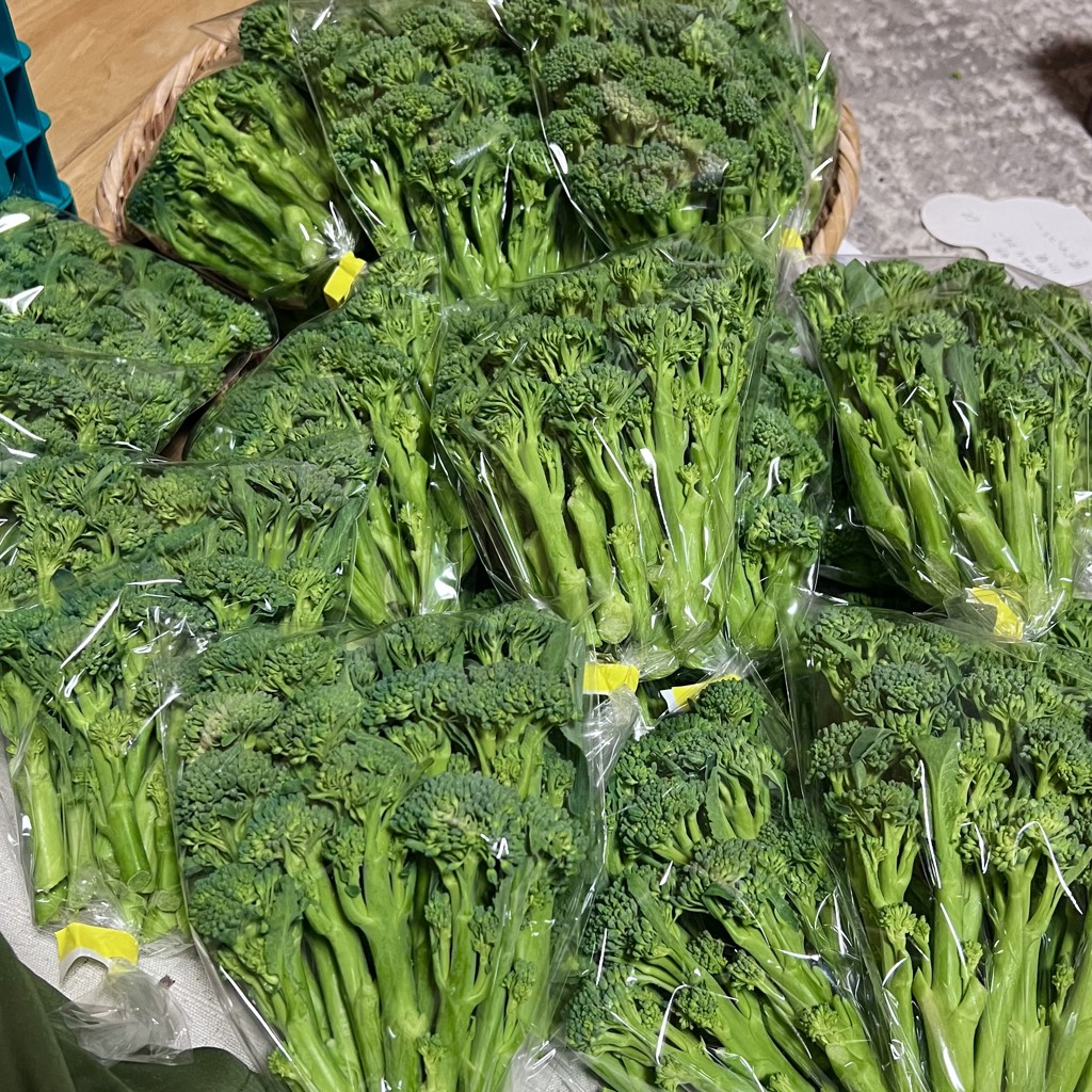 ブロッコリー ピクセル｜種（タネ）,球根,苗,資材,ガーデニンググッズ