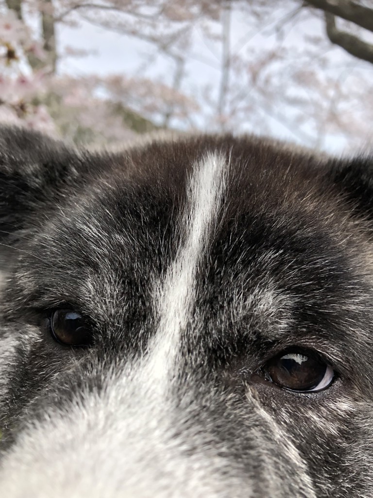 こた