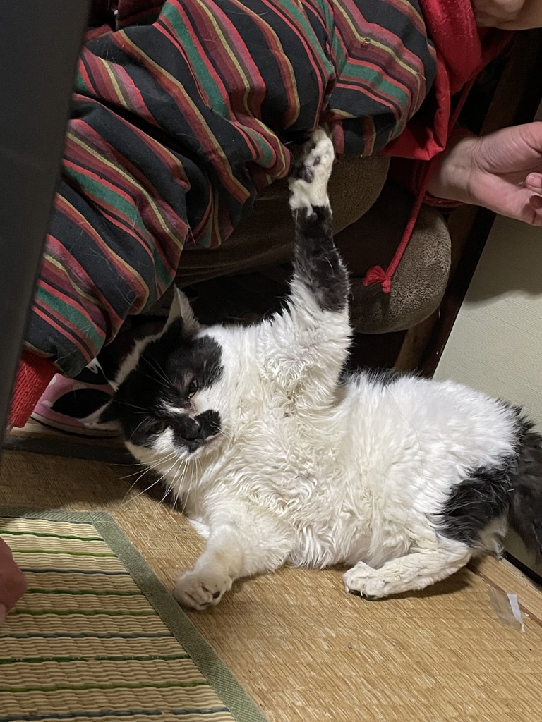 ヒスイ